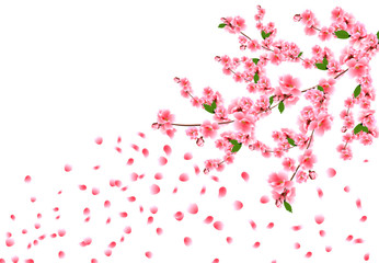 Sakura is magnificent. Cherry branches with delicate pink flowers, leaves and buds. Petals are flying in the wind. illustration