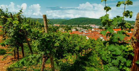 Fototapeta na wymiar Vineyard on hill and old city with red roofs in the valley. Grape bushes closeup top view.