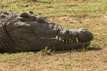 Krokodil