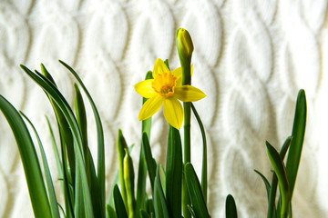 Pretty daffodil flower and leaves and white knitted background
