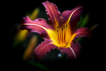 orange lily flower