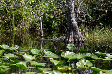 Everglades Alligator