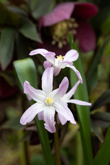 Blume Schneeglanz in Pink Chionodoxa forbesii Makro