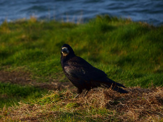 beautiful black bird