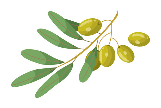 Olive branch with leaves element of treatment hair. Glossy green plant raw vegan product isolated on white. Vegetarian restore symbol for skincare and spa procedure. Vitamin and herbal remedy vector