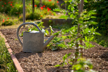 Arrosoir dans un jardin potager au printemps. © Thierry RYO