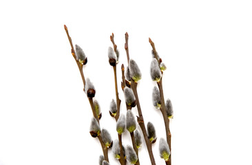 willow branches on a white background