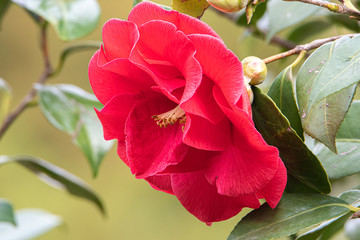 camelia 01 - camelia rossa fiorita