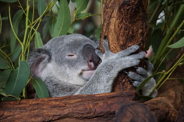 Sleeping koala at Lone Pine Koala Sanctuary