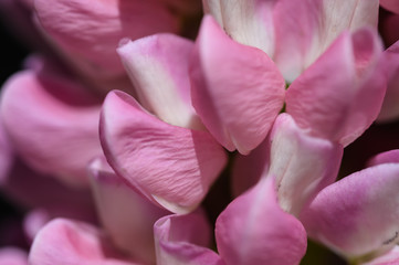 Close Look at the Delicate Pink Lupine Flower Petals