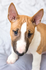 Bull terrier puppy
