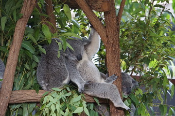 Obraz premium Sleeping koala at Lone Pine Koala Sanctuary