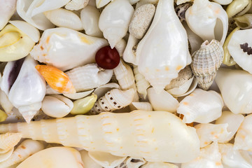 sea shells