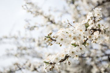 Lovely white cherry blooms on the branches. They are blooming before they get the leaves. From the neighbours backyard