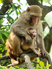 Monkey rhesus macaque mother holds her baby. Funny animals