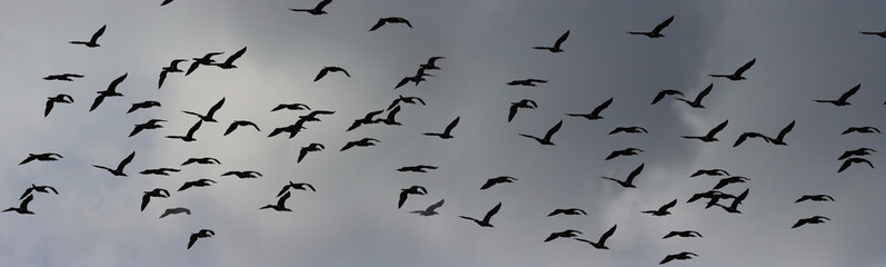 A flock of cormorants flies against a stormy sky...