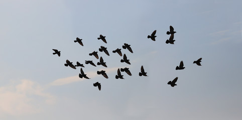 A flock of pigeons flying from the light to the dark clouds...
