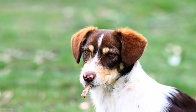 A pied dog holds a piece of tree bark in its teeth.