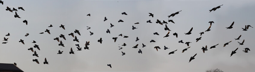 Pigeon flock rising to grey to the sky ...
