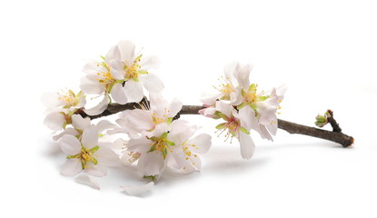 Spring flowers isolated on white, with clipping path