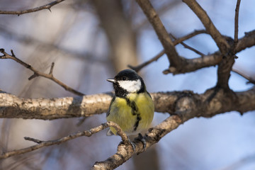 Great Tit (Parus major)