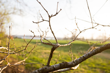 First spring leaves in the park. On the evening sun. Last sunbeams of the day