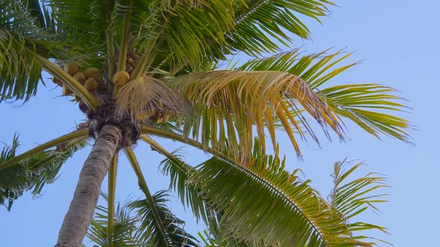 Coconut palm trees bottom view. Green palm tree on blue sky background. Leaves of coconut palms fluttering in the wind against blue sky. Coconut tree bottom-up view on a background of clear, blue sky.