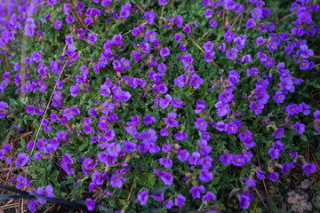 Violet flower on my mum's garden