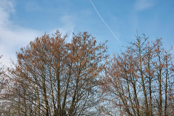 Alnus glutinosa