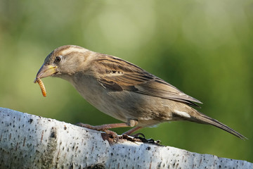 Haussperling, Passer domesticus, mit einem Wurm im Schnabel