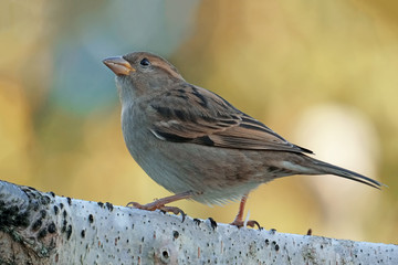 Haussperling, Passer domesticus, im goldgelben Sonnenlicht
