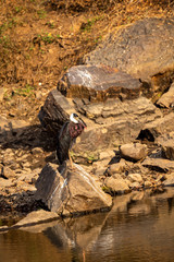 woolly necked stork or whitenecked stork perched on rock which is submerged in water body at ranthambore national park, rajasthan, india - ciconia episcopus