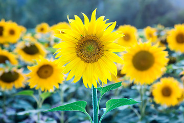 Fototapeta premium Campo de girasoles