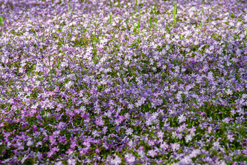Small purple spring flowers on the lawn. Selective focus