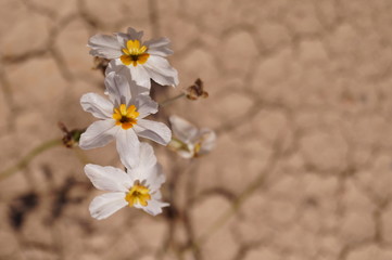 white flowers 