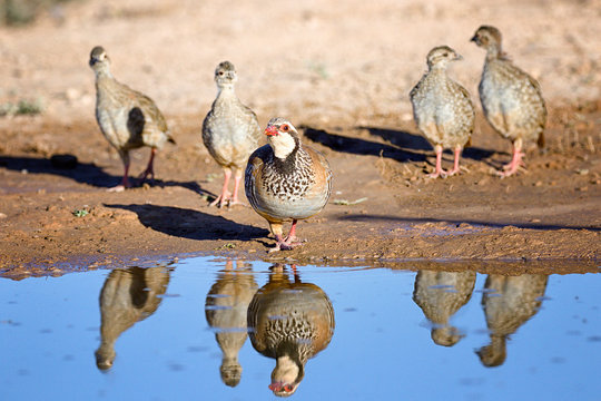 Familia de perdices rojas con su reflejo en el agua