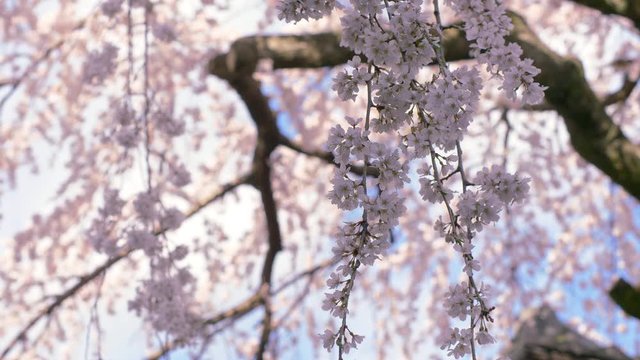 Closeup view of Higan cherry tree blossom at some Kyoto street, Japan.