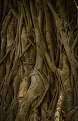 head of budha on a tree at Ayutthaya, Thailand