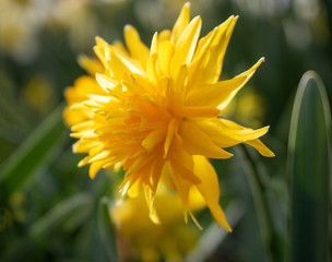 amarylliaceae Narcissus rip van winkle double