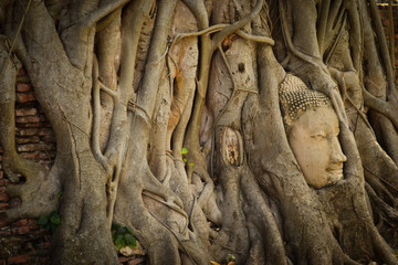 head of buddha in roots of tree, Ayutthaya, Thailand