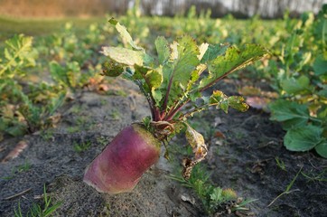 Landwirtschaft / Ackerbau / Rübe / Runkel
