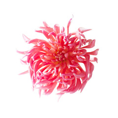 pink dahlias isolated on white background