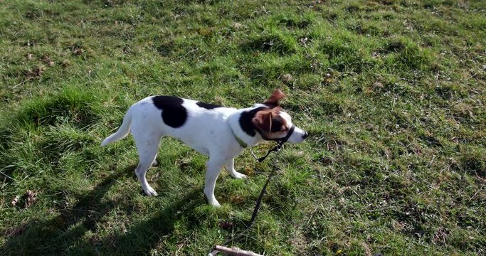A cute small Jack Russell Parsons bitch in a beautiful field on a sunny spring day. Named after the reverend John 'Jack' Russell.  Here the dog is on a lead waiting patiently and obediently.