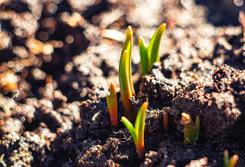 Primroses.  Grape Hyacinth (Muscari) growing with sprouts.