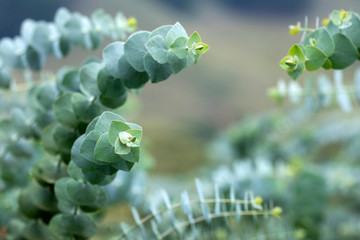 Eucalyptus plant baby blue - Eucalyptus little boy blue © Luis Echeverri Urrea