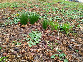 young spring grass in the park