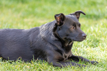A little black dog outdoors in green grass. The dog is a mixed of a Labrador retriever.
