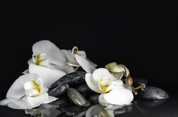 Naklejka na ściany i meble Stones and orchid flowers in water on black background. Zen lifestyle