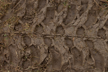 The stamp card impression is read on the ground. © NAIL BATTALOV