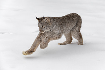 Canadian Lynx (Lynx canadensis) Pounces in Snow Winter © geoffkuchera